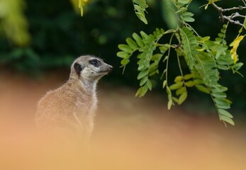 meerkat on the lookout