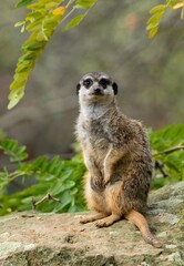 Obraz premium meerkat on the lookout