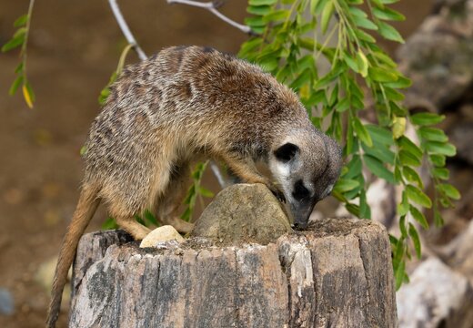 meerkat on the lookout - Powered by Adobe