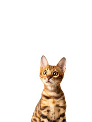 Cute Bengal kitten sitting and looking up, isolated on a transparent background. High-resolution cutout image with clean edges and natural lighting. Perfect for pet-themed designs, posters