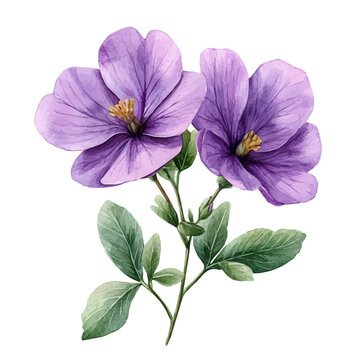 watercolor vector of Bacopa Flower, isolated on a white background.
