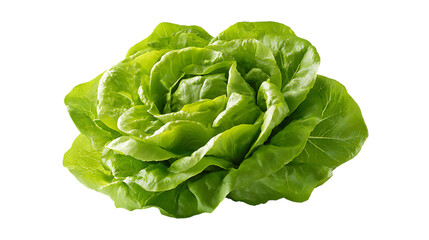 Fresh butter lettuce head with vibrant cupped light green leaves shown from a slight overhead angle.