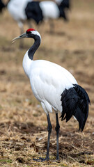 Obraz premium Endangered Red-Crowned Crane in the Wild 