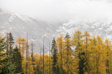 Golden larch forest with misty snowcapped mountain backdrop conveying serene autumn atmosphere at Mt.Siguniang during autumn-winter.