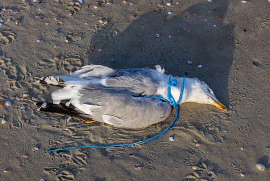 A dead seagull that has become entangled in a blue plastic rope on a sandy beach. This tragic event is a direct consequence of marine plastic pollution, a significant and increasing global problem