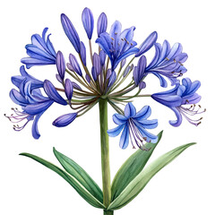 Agapanthus Flower, watercolor painting vector, isolated on a white background.