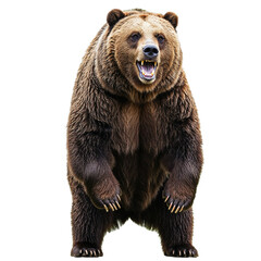Naklejka premium Grizzly bear standing on hind legs isolated on transparent background