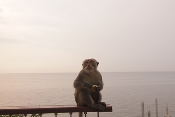 태국 방센 카오삼묵 전망대에서 아침식사하는 원숭이의 다양한 행동패턴, 표정, 눈짓 © rokacaptain