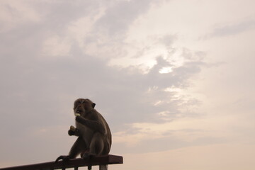 태국 방센 카오삼묵 전망대에서 아침식사하는 원숭이의 다양한 행동패턴, 표정, 눈짓 © rokacaptain