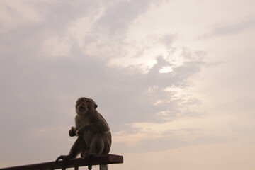 태국 방센 카오삼묵 전망대에서 아침식사하는 원숭이의 다양한 행동패턴, 표정, 눈짓 © rokacaptain