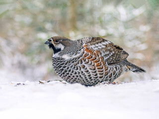 A male hazel grouse sitting on the snow in a winter forest