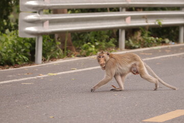 태국 방센 카오삼묵 원숭이산에서 만난...아스팔트 도로위에서 구걸하는...