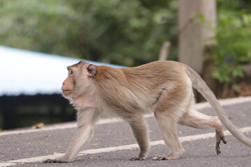  태국 방센 카오삼묵 원숭이산에서 만난...아스팔트 도로위에서 구걸하는 느낌 원숭이들의 다양한 행동패턴, 표정, 눈짓, 상호관계,  © rokacaptain