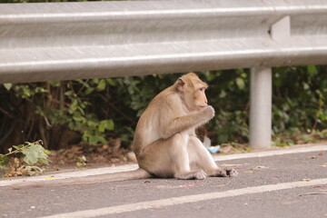  태국 방센 카오삼묵 원숭이산에서 만난...아스팔트 도로위에서 구걸하는 느낌 원숭이들의 다양한 행동패턴, 표정, 눈짓, 상호관계,  © rokacaptain