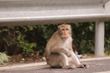  태국 방센 카오삼묵 원숭이산에서 만난...아스팔트 도로위에서 구걸하는 느낌 원숭이들의 다양한 행동패턴, 표정, 눈짓, 상호관계,  © rokacaptain