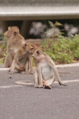  태국 방센 카오삼묵 원숭이산에서 만난...아스팔트 도로위에서 구걸하는 느낌 원숭이들의 다양한 행동패턴, 표정, 눈짓, 상호관계,
