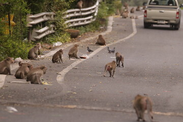 Fototapeta premium 태국 방센 카오삼묵 원숭이산에서 만난...아스팔트 도로위에서 구걸하는 느낌 원숭이들의 다양한 행동패턴, 표정, 눈짓, 상호관계, 