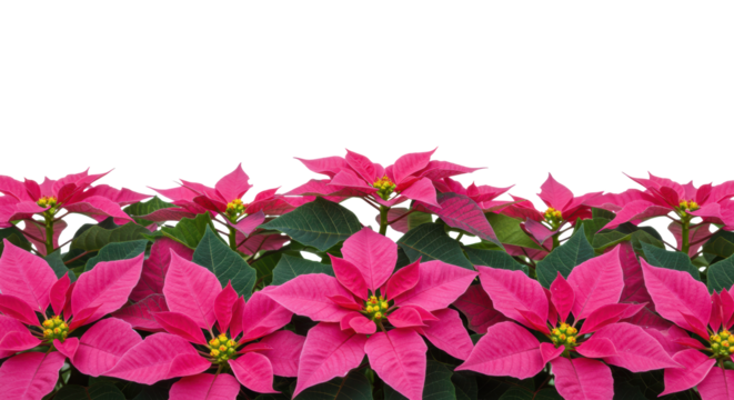 highly detailed vibrant hot pink poinsettia cluster with emerald green leaves framing central copy space against a transparent background. modern christmas holiday aesthetic