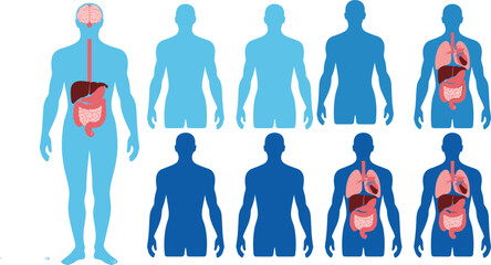 Set of human body silhouettes with internal organs highlighted, showing heart, brain, lungs, and digestive system for educational, medical, and anatomical vector illustration.