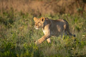 Lioness stalking through the grass
