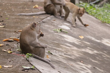  태국 방센 카오삼묵 원숭이산에서 만난...아스팔트 도로위에서 구걸하는 느낌 원숭이들의 다양한 행동패턴, 표정, 눈짓, 상호관계,  © rokacaptain