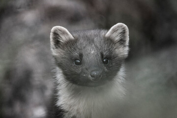 Whispers of the Forest Gaze