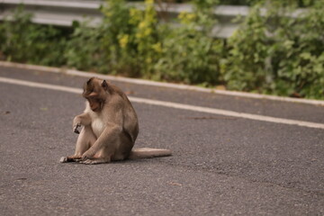  태국 방센 카오삼묵 원숭이산에서 만난...아스팔트 도로위에서 구걸하는 느낌 원숭이들의 다양한 행동패턴, 표정, 눈짓, 상호관계,  © rokacaptain