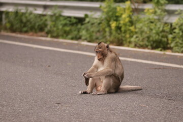 태국 방센 카오삼묵 원숭이산에서 만난...아스팔트 도로위에서 구걸하는 느낌 원숭이들의 다양한 행동패턴, 표정, 눈짓, 상호관계,  © rokacaptain