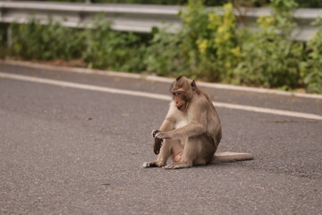  태국 방센 카오삼묵 원숭이산에서 만난...아스팔트 도로위에서 구걸하는 느낌 원숭이들의 다양한 행동패턴, 표정, 눈짓, 상호관계,  © rokacaptain