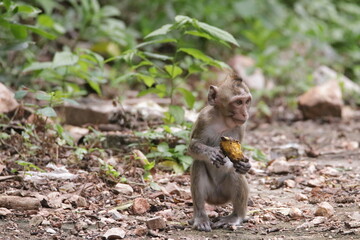  태국 방센 카오삼묵 원숭이산에서 만난...아스팔트 도로위에서 구걸하는 느낌 원숭이들의 다양한 행동패턴, 표정, 눈짓, 상호관계,  © rokacaptain