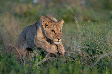 Lion cub jumping through the grass