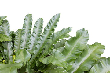 Philodendron growth in shade garden. tramsparency background