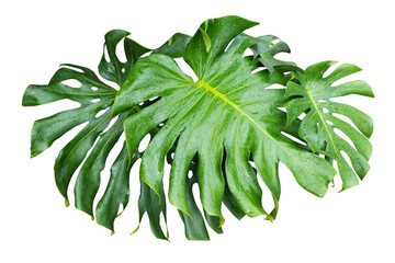 Philodendron plant grow in rain forest