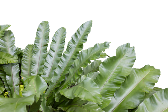 Philodendron growth in shade garden. tramsparency background