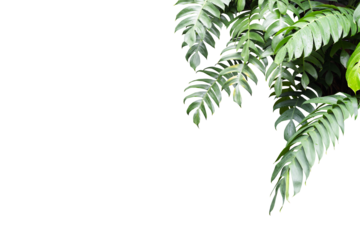 Philodendron plant grow in rain forestม transparency background