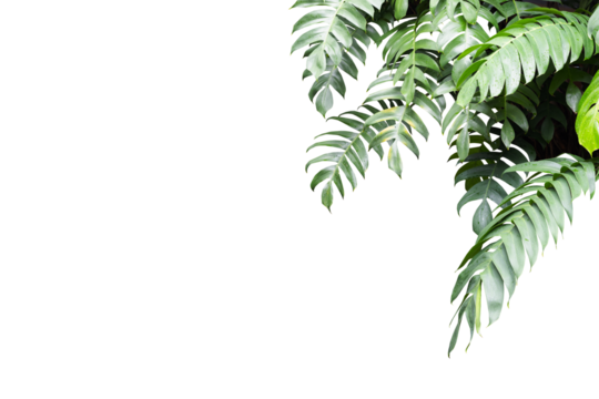 Philodendron plant grow in rain forestม transparency background