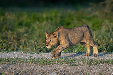 Lion cub stalking across a dirt embankment