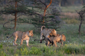 Three teenage lion cubs playing in the grass