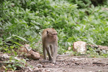 경계를 늦추지 않는 엄마원숭이와 재롱둥이 귀여운 새끼원숭이
