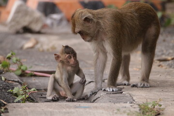 경계를 늦추지 않는 엄마원숭이와 재롱둥이 귀여운 새끼원숭이
