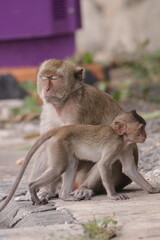경계를 늦추지 않는 엄마원숭이와 재롱둥이 귀여운 새끼원숭이
