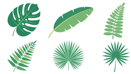 Tropical Leaves Vector Illustration Set Featuring Monstera and Palm Foliage for Summer Nature Backgrounds and Botanical Jungle Design Patterns