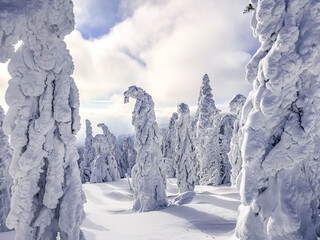 winter landscape in the mountains, Krkono&scaron;e