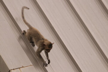 원숭이들의 다양한 행동패턴, 표정, 눈짓, 상호관계, 태국 방센 카오삼묵 산정상 지붕위에서...  © rokacaptain