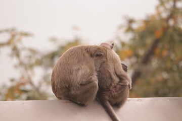 원숭이들의 다양한 행동패턴, 표정, 눈짓, 상호관계, 태국 방센 카오삼묵 산정상 지붕위에서...  © rokacaptain