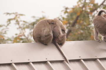 원숭이들의 다양한 행동패턴, 표정, 눈짓, 상호관계, 태국 방센 카오삼묵 산정상 지붕위에서...  © rokacaptain