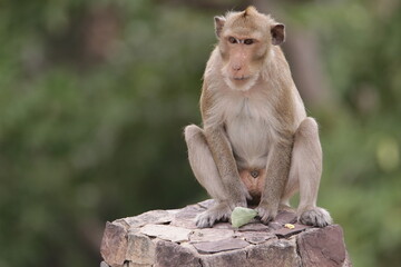 원숭이들의 다양한 행동패턴, 표정, 눈짓, 상호관계, 태국 방센 카오삼묵 산정상 지붕위에서...
