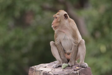 원숭이들의 다양한 행동패턴, 표정, 눈짓, 상호관계, 태국 방센 카오삼묵 산정상 지붕위에서...  © rokacaptain