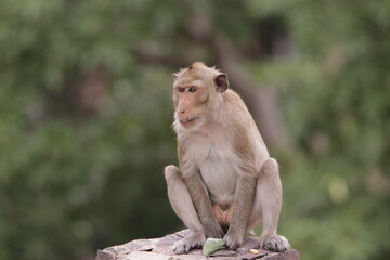 원숭이들의 다양한 행동패턴, 표정, 눈짓, 상호관계, 태국 방센 카오삼묵 산정상 지붕위에서...

