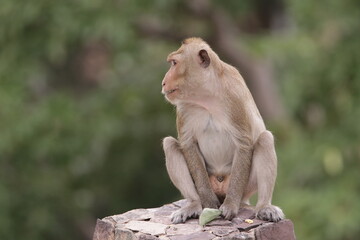원숭이들의 다양한 행동패턴, 표정, 눈짓, 상호관계, 태국 방센 카오삼묵 산정상 지붕위에서...  © rokacaptain